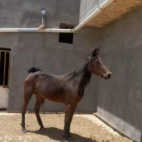 فروش مادیون دره شور
