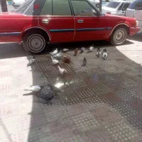 فروش بهبهانی جفتی 6دونگ