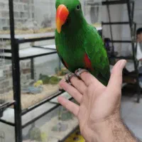 اکلکتوس نر بالغ سوپر رام کلام دار