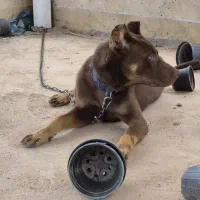 دوبرمن شپر