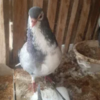 کفتر بدرنگ گلین جفت