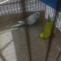 مرغ عشق