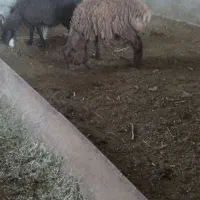 فروش ۳راس بره ماده روزگاری