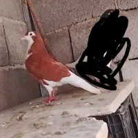 ساده سرخ ماده