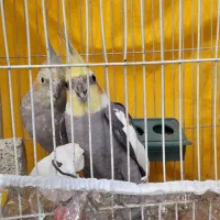 عروس هلندی