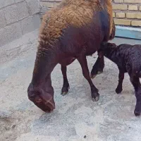 میش وبره‌نر