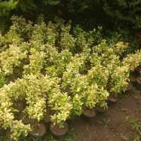 شمشاد طلایی