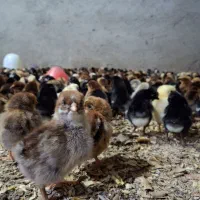 جوجه واکسن خورده ساده