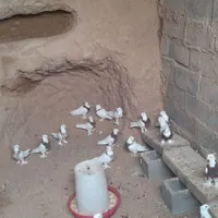 جوجه کش همه جفتگاه|پرنده|تربت جام, بسیجیان|دیوار