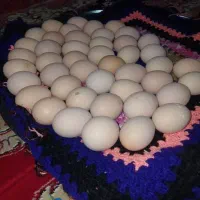 تخم مرغ نطفه دار نژاد برهما ترکیه