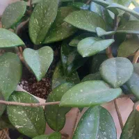 فروش گل هویا