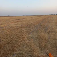 اجاره جاکلش  فروش جو بذری