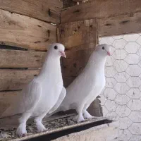 جفت کبوتر سفید بوشهری
