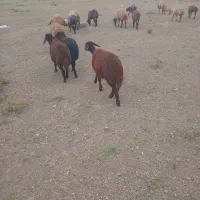 بره|حیوانات مزرعه|اردبیل, |دیوار