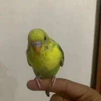 مرغ عشق مولد دستی