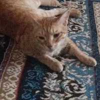 گربه قهوه‌ای اروم