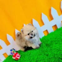 بهترین پت ها رسید