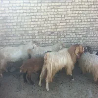 سه تا نربز جوان فروشی