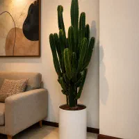 گلدان کاکتوس بزرگ