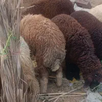 بره گوسفند نر