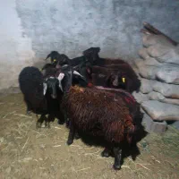 بره ماده