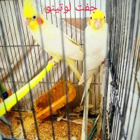 عروس هلندی فوری