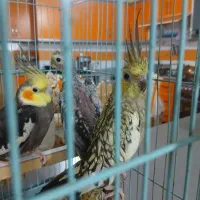 عروس هلندی مولد