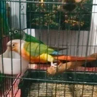 ۲جفت گرینچیک مولد و جوجه گرینجیک