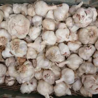 سیر کالپوش