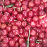 گیلاس تک دانه درجه یک