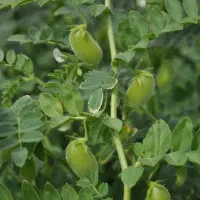 کارگر خرمانکوب نخود هستم