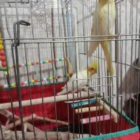 فروش عروس هلندی