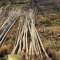 این صنوبر مثل موشکه تو مدت کوتاه قد می‌کشه