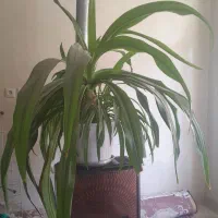 گل بسیار بزرگ و سرحال