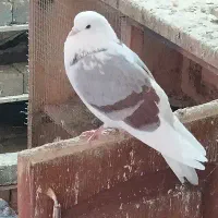 نر پشتار