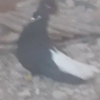 اشعل وسرخ دم سفید