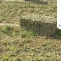 فروش عمده یونجه و کلش درجه یک ارسال ب سراسر کشور