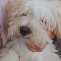 دو تا توله سگ سه ماهه جنسیت ماده