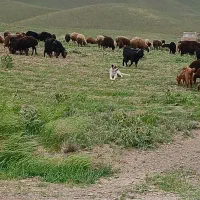 سگ‌ گله ای