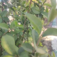 فروش سیمکارت 405/207