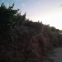 یونجه خشک