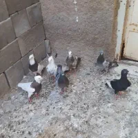 رنگی مناسب
