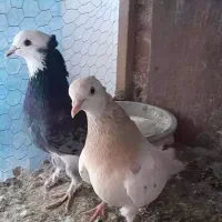 کبوتر|پرنده|قائم‌شهر, |دیوار