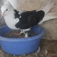 دوتاکفتر نرو ماده