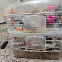 همستر با قفس