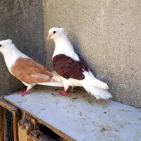 یه جفت پشتی درشت پشت سرخ پرخال سیاه و پشت زرد