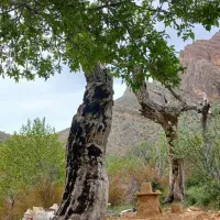 زمین باغ شهری صدرا و شیراز