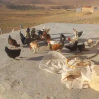 خروس و مرغ  گلین