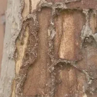 خدمات سم پاشی حشرات موریانه زدایی سوسک ساس موش