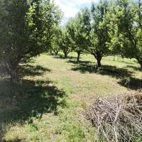 باغ-سیب-مرگور-روستای-هفت-آباد-7000متر
